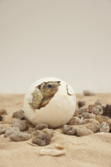 Obraz premium Africa spurred tortoise being born, Tortoise Hatching from Egg, Cute portrait of baby tortoise hatching, Birth of new life,Natural Habitat