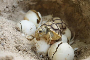 Africa spurred tortoise being born, Tortoise Hatching from Egg, Cute portrait of baby tortoise hatching, Birth of new life,Natural Habitat