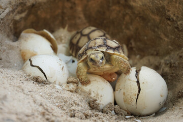 Africa spurred tortoise being born, Tortoise Hatching from Egg, Cute portrait of baby tortoise...