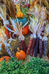 Arrangement of fresh corns pumpkins and gourds showing fresh harvest concept.