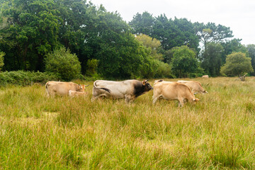 Limousine cows. Cattle in french prairie. Brown cows of French La Maraishine cattle breed graze pasture in northern French region of Brittany. Free range, organic cattle farming and agriculture