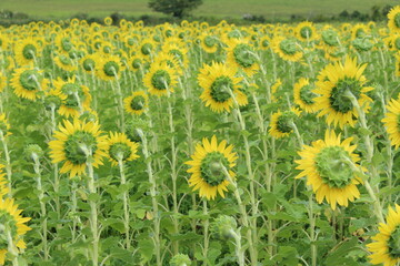 Obraz premium Sunflower field