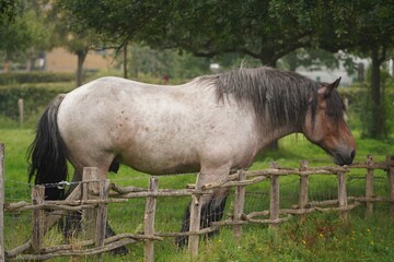 horse in the field