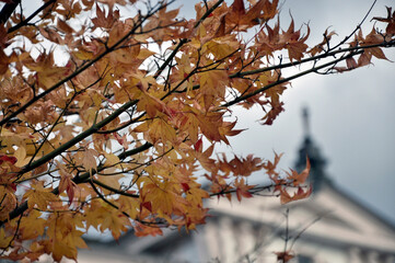 autumn in the park