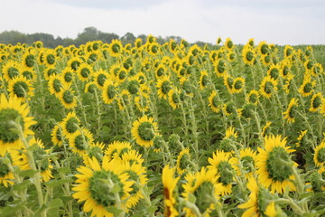 Obraz premium Sunflower field