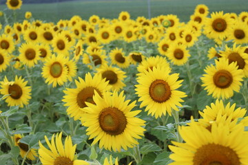 Obraz premium Sunflower field