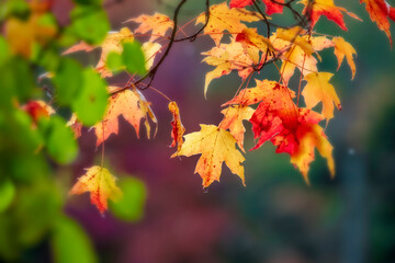 Fototapeta na wymiar Close up shot of colorful Maple leaves