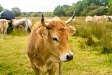 Group adult brown Limousin cow with herd of young gobies and cattle pasture in Brittany, France. Agriculture, dairy and livestock in north of France Bretagne region. Breton red-haired cow in pasture