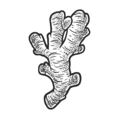 ginger root plant sketch engraving vector illustration. T-shirt apparel print design. Scratch board imitation. Black and white hand drawn image.