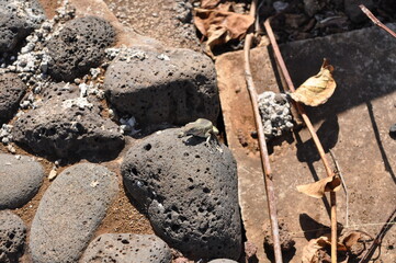 Galápagos
Lagartija