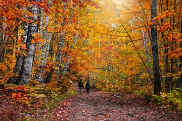 Bright Maple and Silver birch trees along forest trail in Michigan Upper peninsula during autumn...