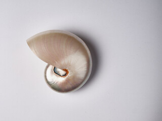 mother-of-pearl shell with white background