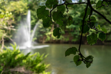 Waterfall in park, viewed through close up focus of tree branch leaves. 