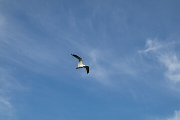 Fototapeta na wymiar 비상하는 갈매기, flying seagull, flygande mås
