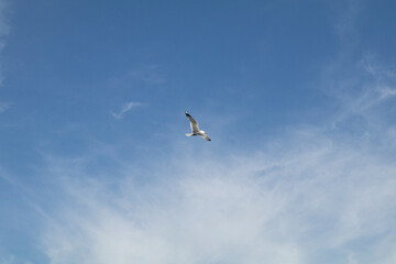 비상하는 갈매기,  flying seagull, flygande mås