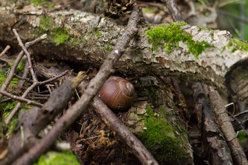 snail in the forest