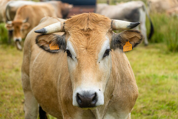 Limousine cows. Cattle in french prairie. Brown cows of French La Maraishine cattle breed graze...