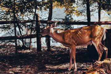 Deer in arboretum, next to border fence. 
