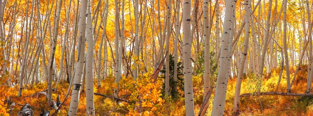 Foto op Canvas Row of colorful Aspen trees during autumn time in Colorado © SNEHIT PHOTO