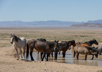 Wild Horses at a Desert Waterhole in Utah
