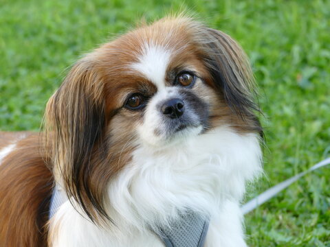 Kleiner Hund geht f&uuml;r die Kamera in Pose. H&uuml;ndchen, Tibet Spaniel, Tibetan Spaniel, Wau, Knurren, Shi Tzu, Pekinese