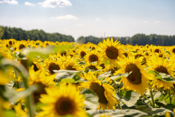 petals of a beautiful sunflower on the blue sky in the field