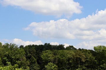 The white fluffy clouds overtop of the treetops.