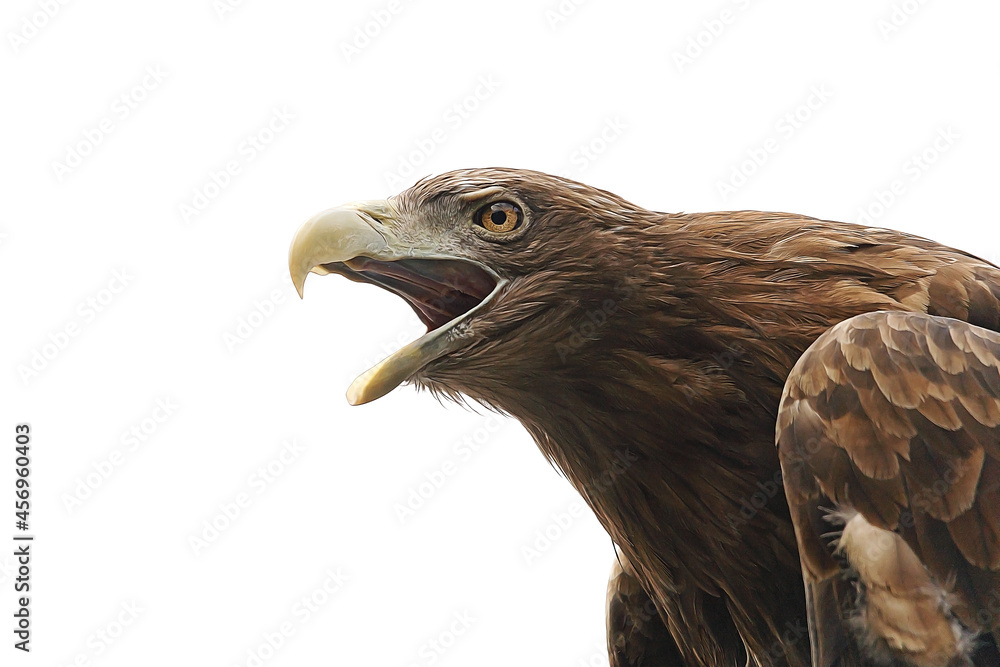Poster eagle with open beak isolated on white background. predatory bird