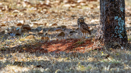The Burrowing Owl or Luck owl perched on the ground beside its nest. Species Athene Cunicularia. The big yellow eyes of american owl. Bird lover. Birdwatching. mimicry