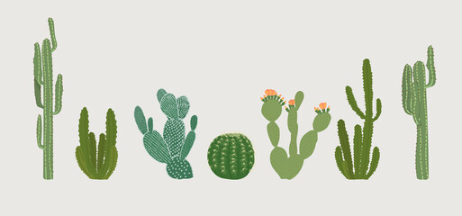 Vector illustration isolated on a light background set of cactus of different types and sizes