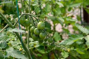 A bunch of unripe green cherry tomatoes hanging on a vine ripening. There are large deep green leaves with deep veins on the cultivated branch of homegrown produce of raw grape tomatoes.