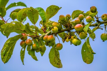 branch of a tree with fruits