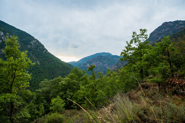 In the middle of a green forest with mountains
