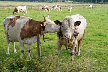 cows in a field