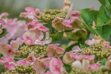 pink flowers in the garden