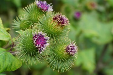 thistle flower in spring