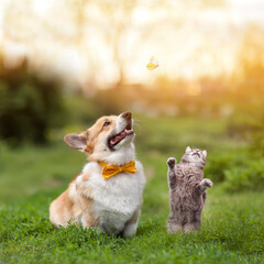 cute friends a cat and a corgi dog sit on the green grass and watch a flying butterfly in a sunny summer garden
