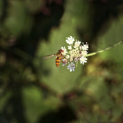 Wasp sucking nectar