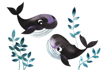 Decorative elements Two small cartoon dark blue whales are playing in the thickets of sea plants and algae. Cute baby illustration postcard. Isolated on white background. Hand painted in watercolor.