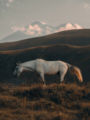 beautiful white horse grazes against the backdrop of high mountains