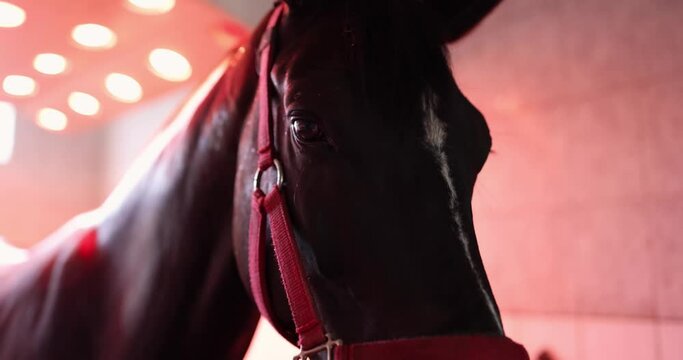 Horse standing in red solarium after training 4k movie