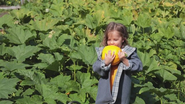 Girl on the field with pumpkins. The child pretends to bite the pumpkin. Autumn photos of children. Horizontal video. 
