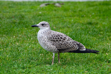 스웨덴의 어린 갈매기,  Svensk ung m&aring;s, スウェーデン若いカモメ, Swedish young seagull