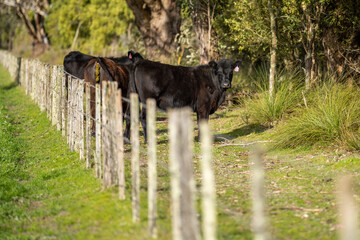 Speckled park, Murray grey, Angus cows and calf grazing on lush pasture. while they enjoy the sun...