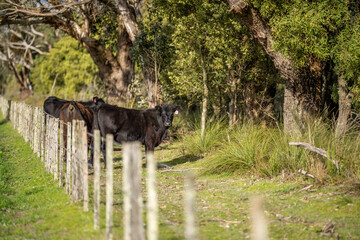 Close up of beef cows and calfs grazing on grass in Australia, on a farming ranch. Cattle eating...