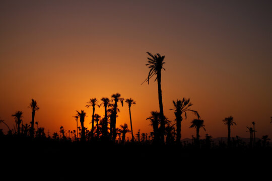 Sunset with a backdrop of palm trees in Marrakech, Morocco