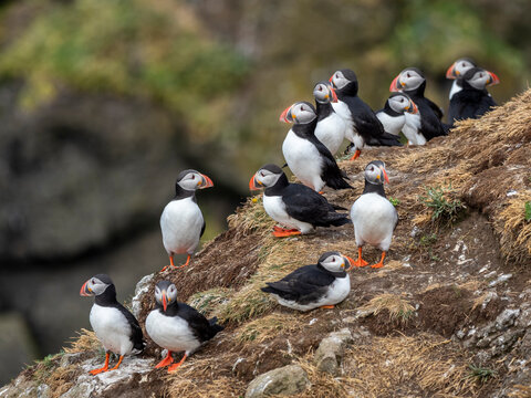 Adult Atlantic puffins (Fratercula arctica), gathering above the nest site on Grimsey Island