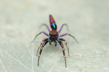Eyes of colourful jumping spider, Chrysilla volupe, satara naharashtra india.ARW