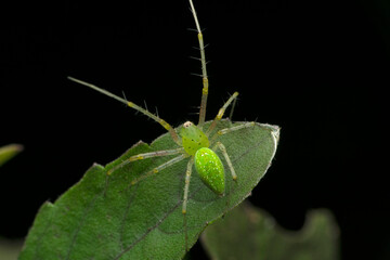 Dorsal of Green Lynx spider, Oxyopes species on tulasi leaf, Ocimum tenuiflorum, Satara, Maharashtra India