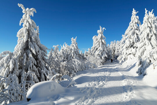 Hiking trail in winter, Hornisgrinde mountain, Black Forest, Baden Wurttemberg, Germany - Powered by Adobe